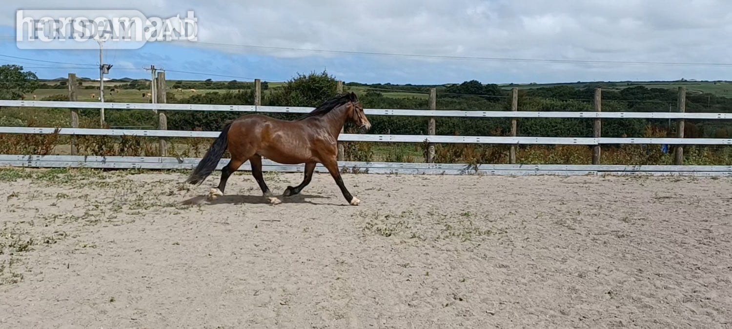Haverfordwest "Perthog Shane Williams" Bay Gelding Cob/Heavy Horse