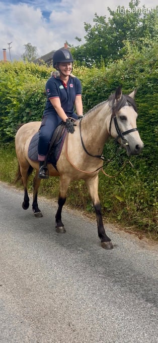 "Burgate Fire &amp; Ice" Buckskin Gelding Showing Horse