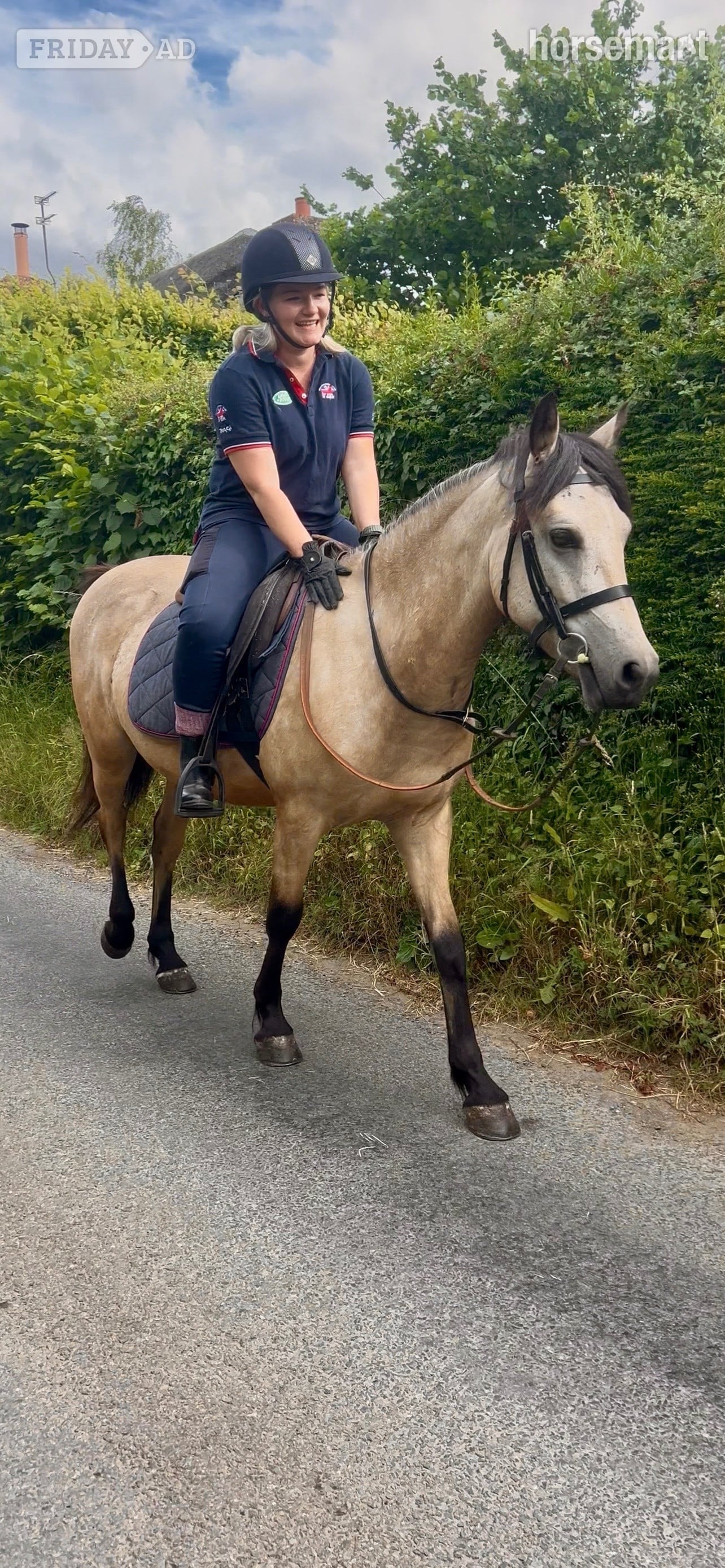 "Burgate Fire &amp; Ice" Buckskin Gelding Showing Horse in Shaftesbury
