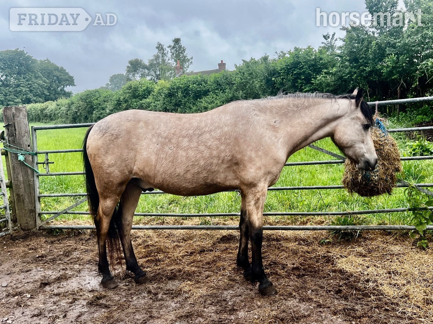 "Burgate Fire &amp; Ice" Buckskin Gelding Showing Horse
