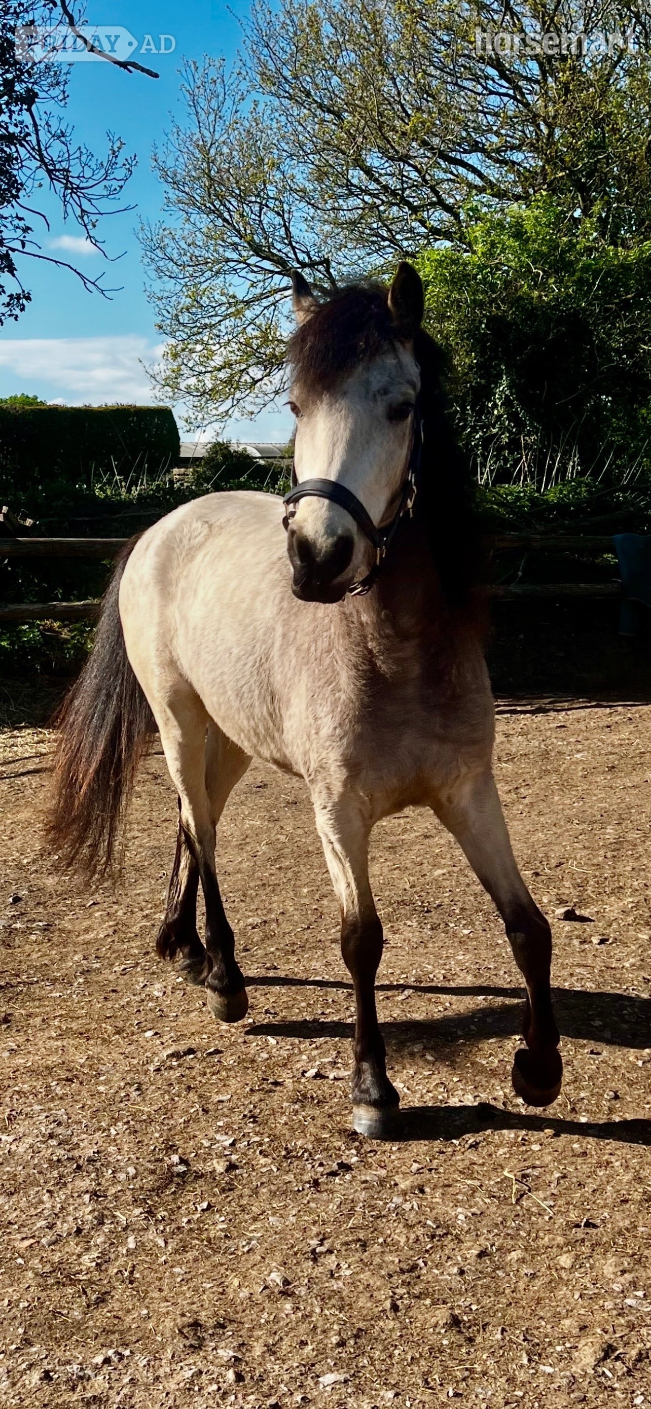 Shaftesbury "Burgate Fire &amp; Ice" Buckskin Gelding Showing Horse