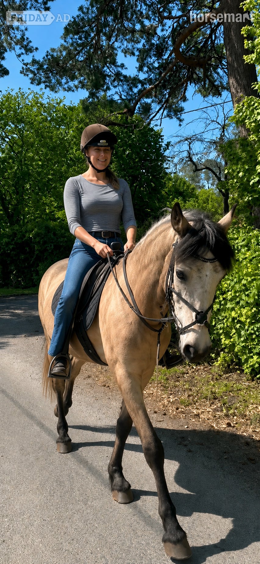 "Burgate Fire &amp; Ice" Buckskin Gelding Showing Horse - Horses in Shaftesbury