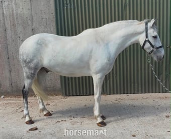 "Puzzle" Blue &amp; White Gelding Show Jumper