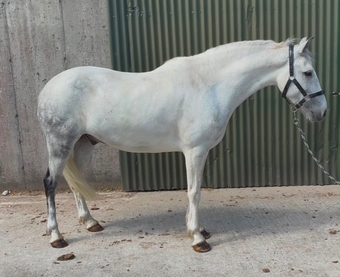 "Puzzle" Blue &amp; White Gelding Show Jumper
