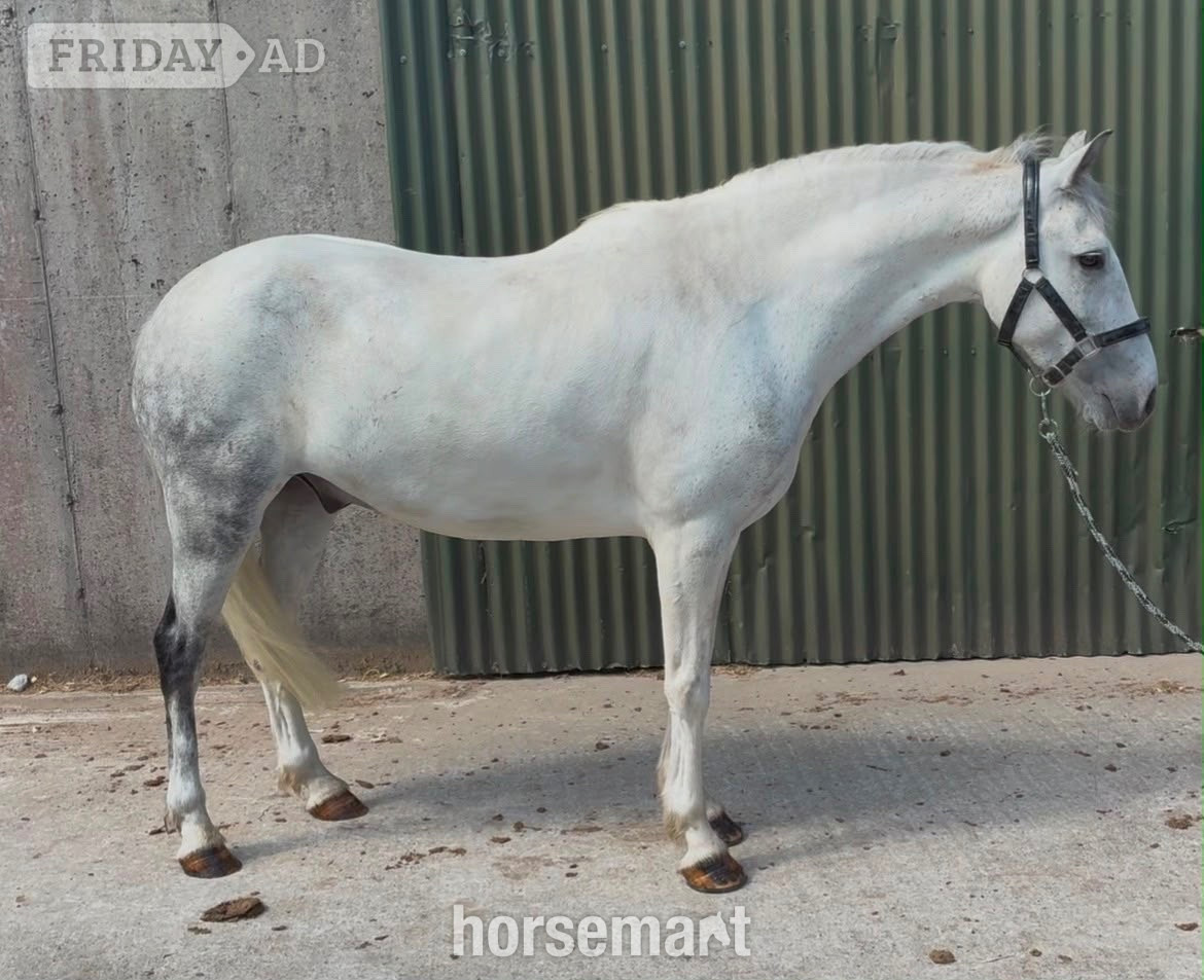 "Puzzle" Blue &amp; White Gelding Show Jumper in Collooney