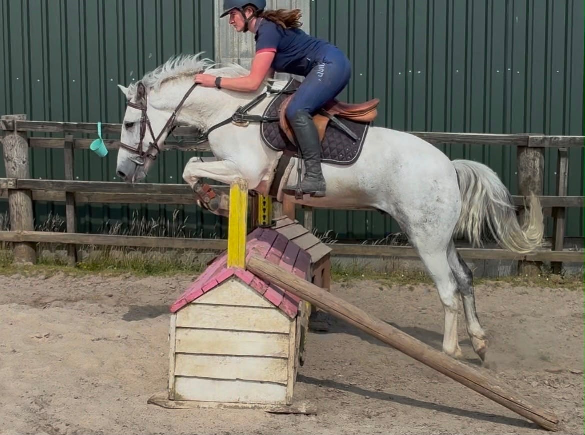 "Puzzle" Blue &amp; White Gelding Show Jumper