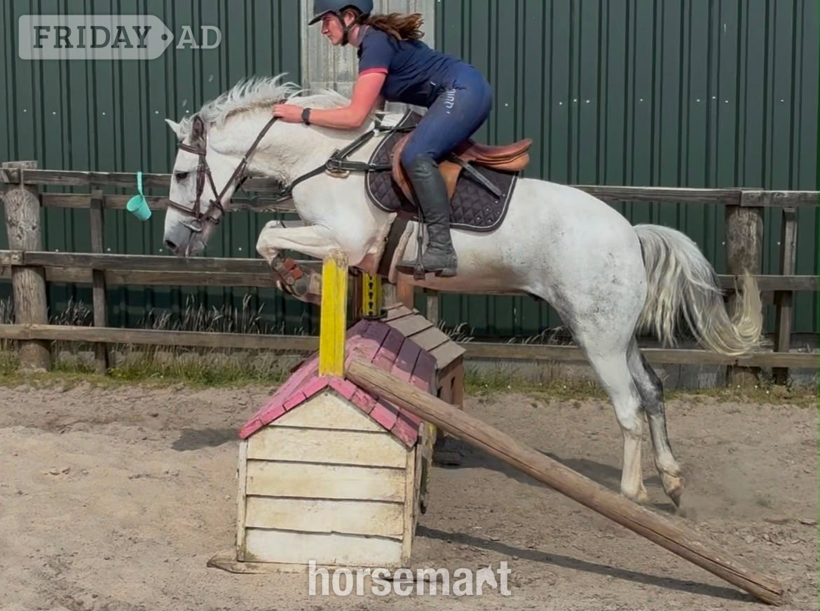 "Puzzle" Blue &amp; White Gelding Show Jumper