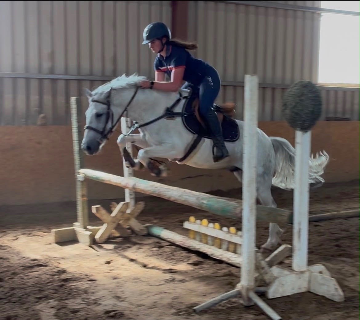Collooney "Puzzle" Blue &amp; White Gelding Show Jumper