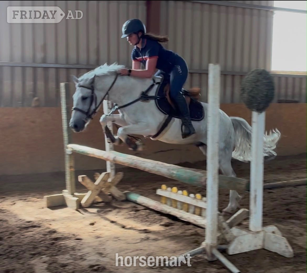Collooney "Puzzle" Blue &amp; White Gelding Show Jumper
