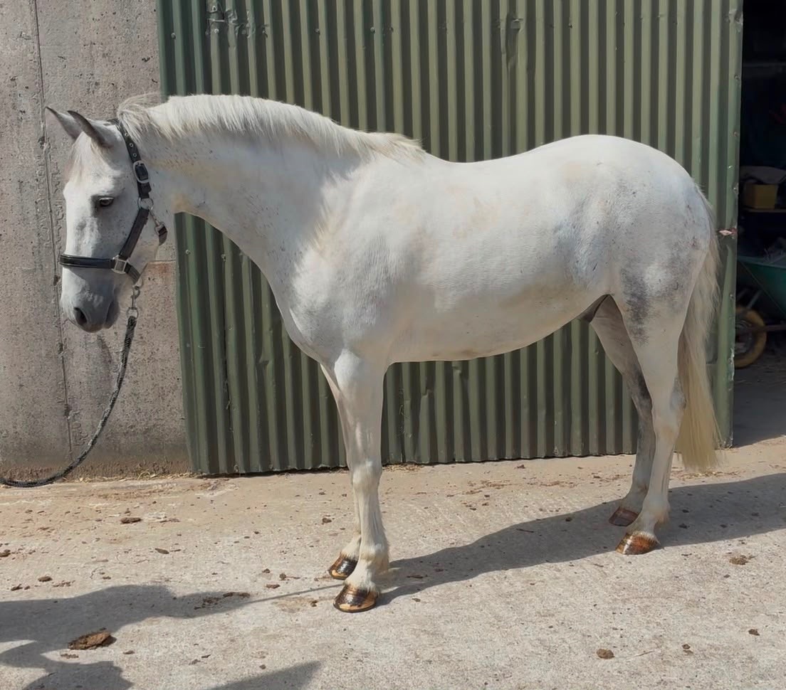 "Puzzle" Blue &amp; White Gelding Show Jumper - Horses in Collooney
