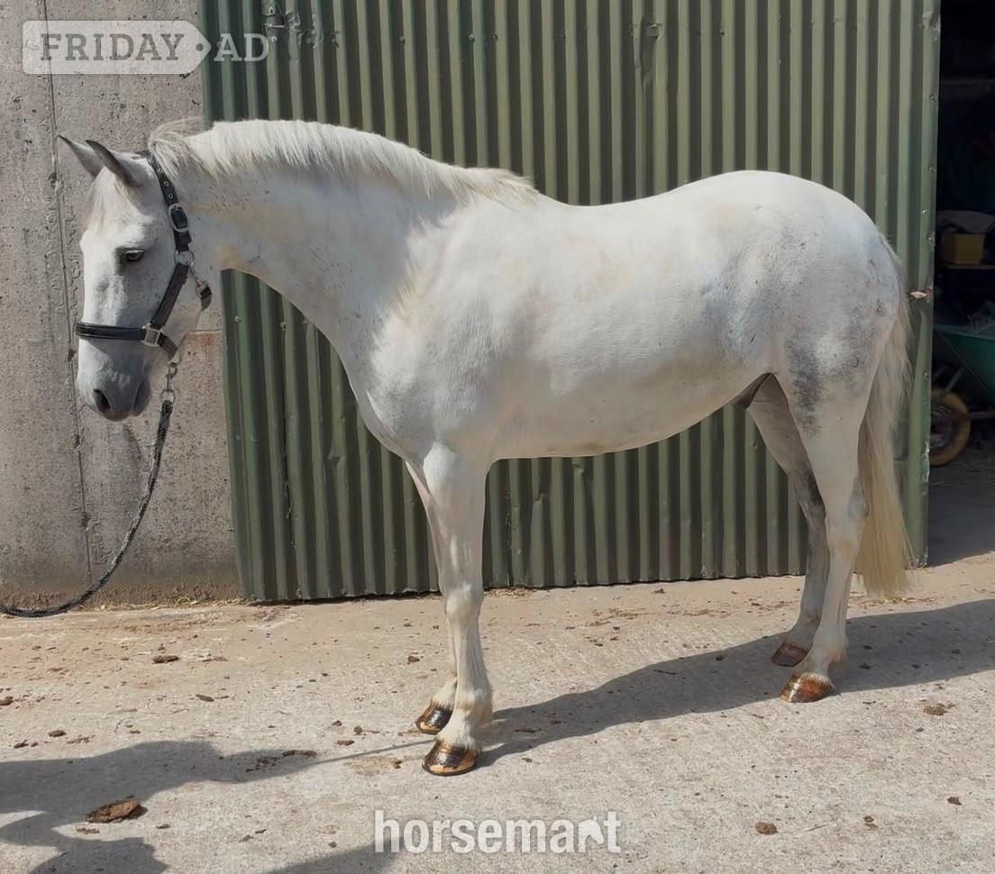 "Puzzle" Blue &amp; White Gelding Show Jumper - Horses in Collooney