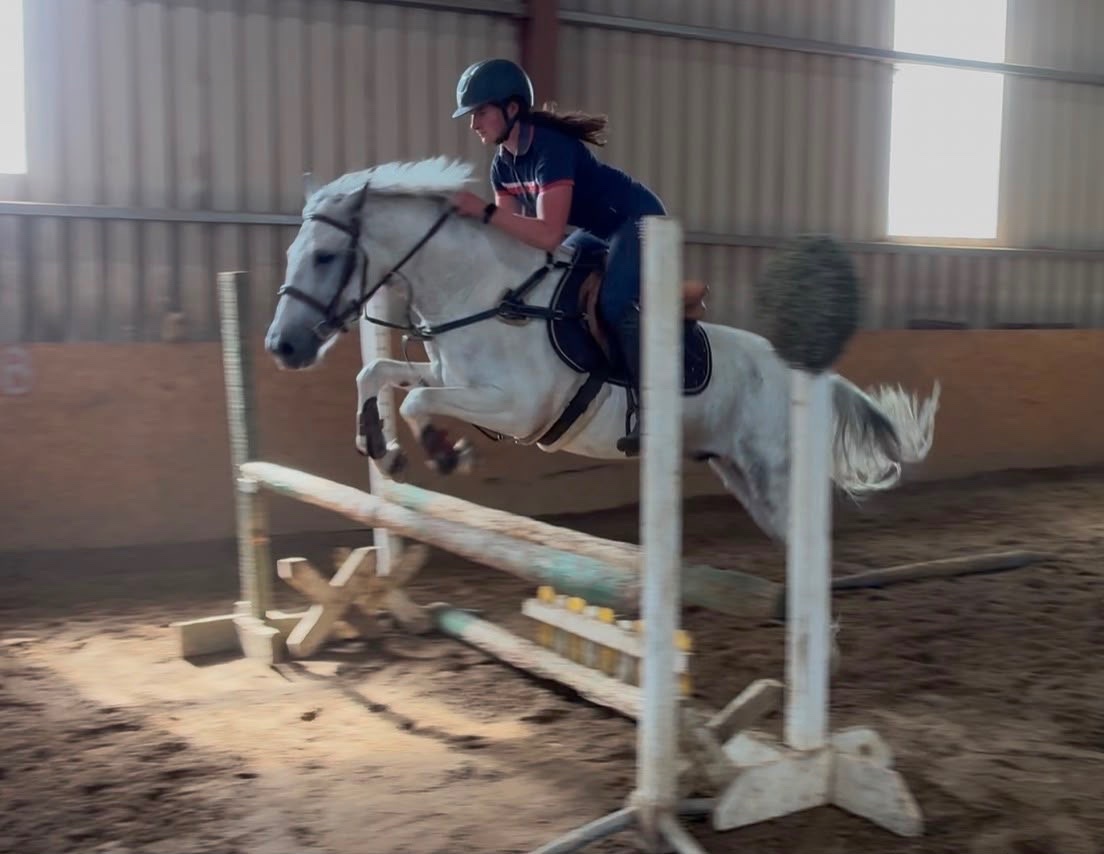"Puzzle" Blue &amp; White Gelding Show Jumper - Horses