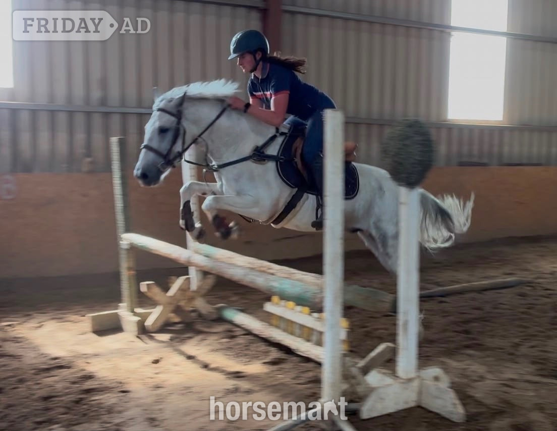 "Puzzle" Blue &amp; White Gelding Show Jumper - Horses