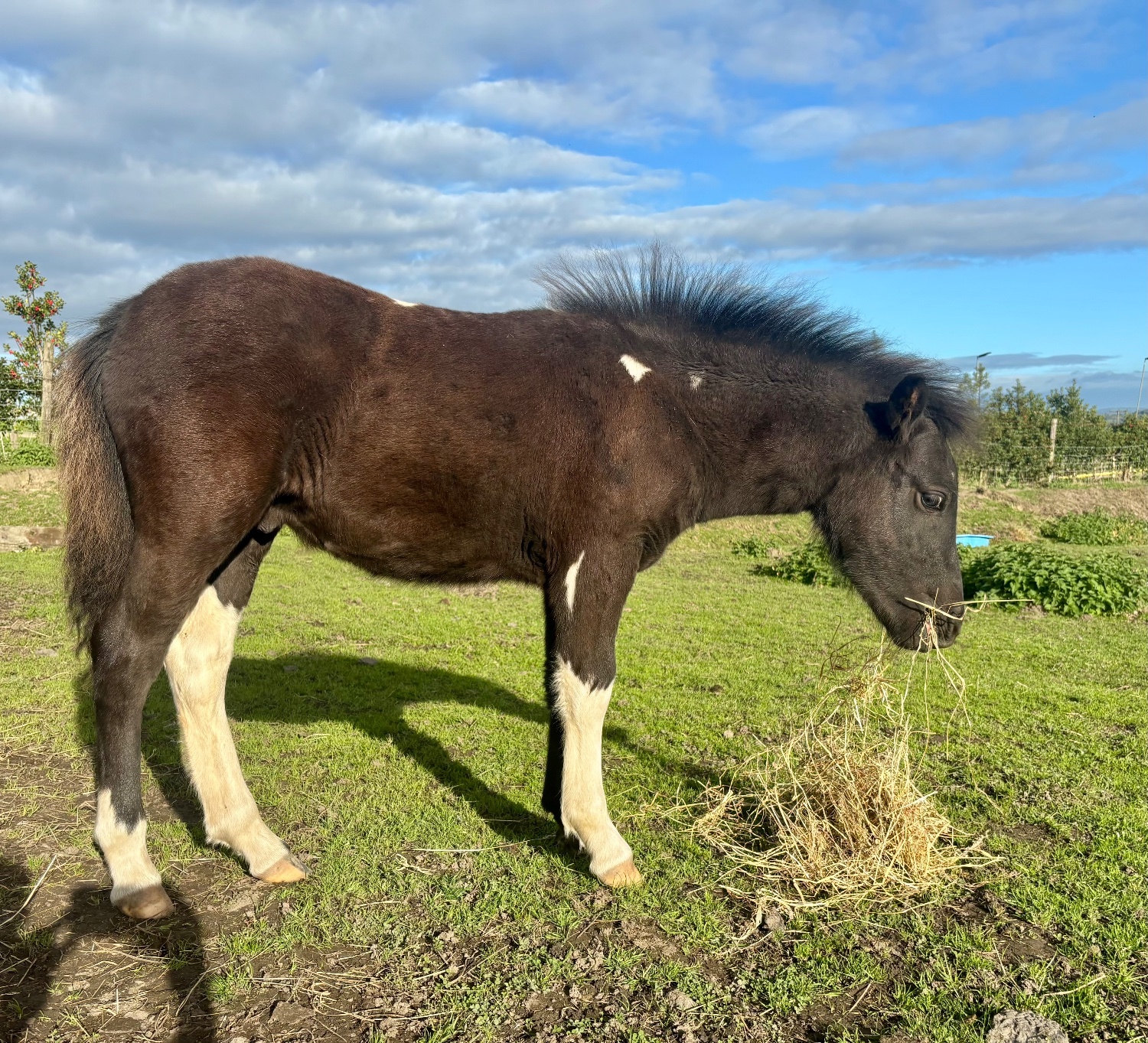 "Domino " Piebald Colt Youngstock / Foal