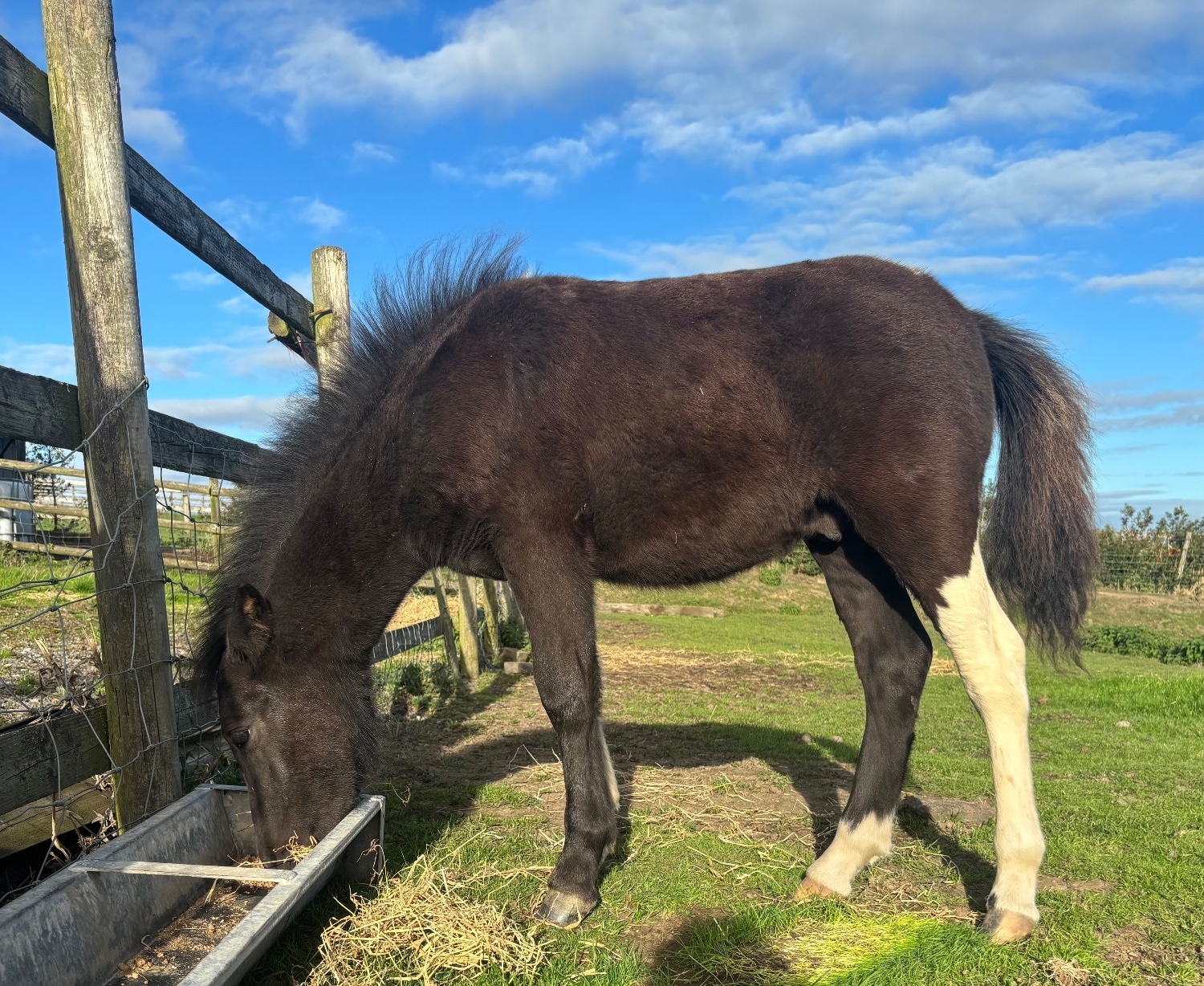 Mow Cop "Domino " Piebald Colt Youngstock / Foal