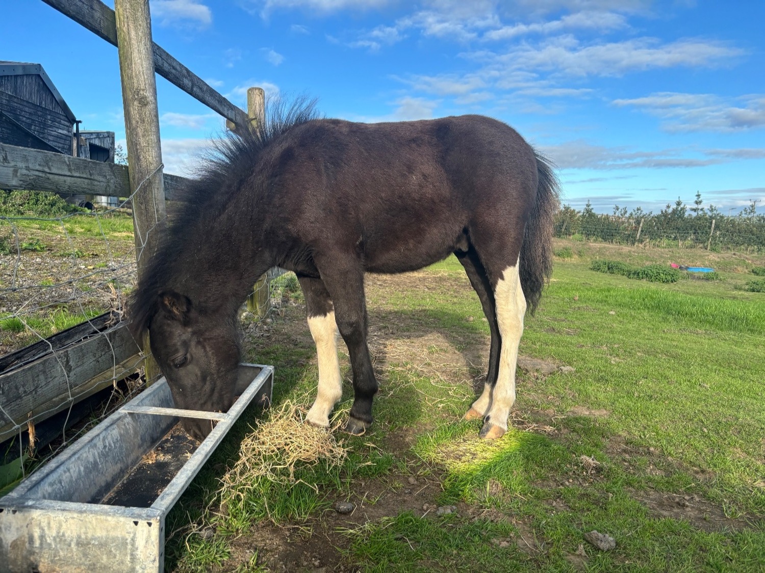 "Domino " Piebald Colt Youngstock / Foal - Horses
