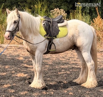 "Roman " Lemon &amp; White Gelding Cob/Heavy Horse