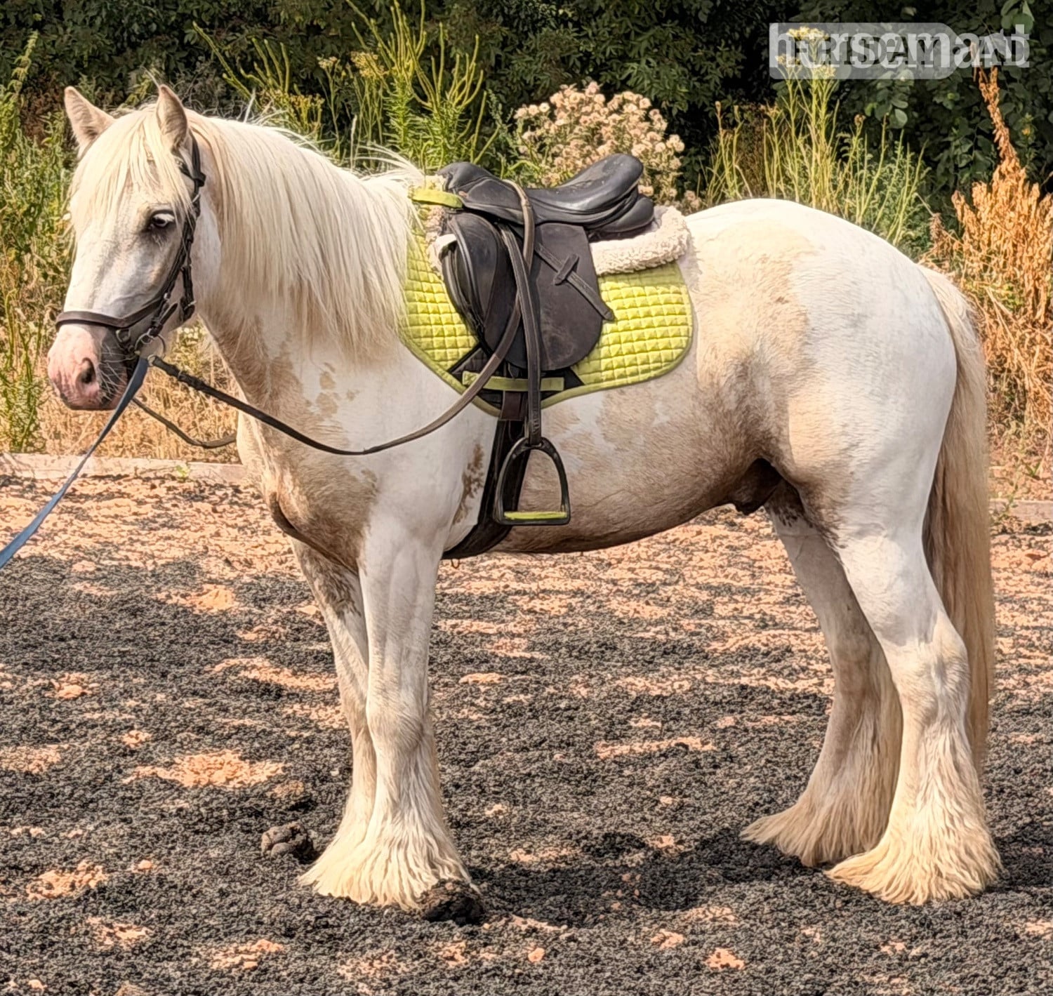 "Roman " Lemon &amp; White Gelding Cob/Heavy Horse in Wolverhampton