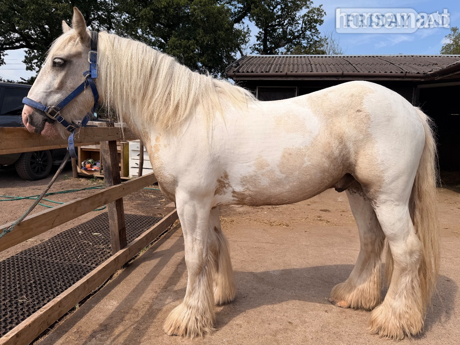 "Roman " Lemon &amp; White Gelding Cob/Heavy Horse