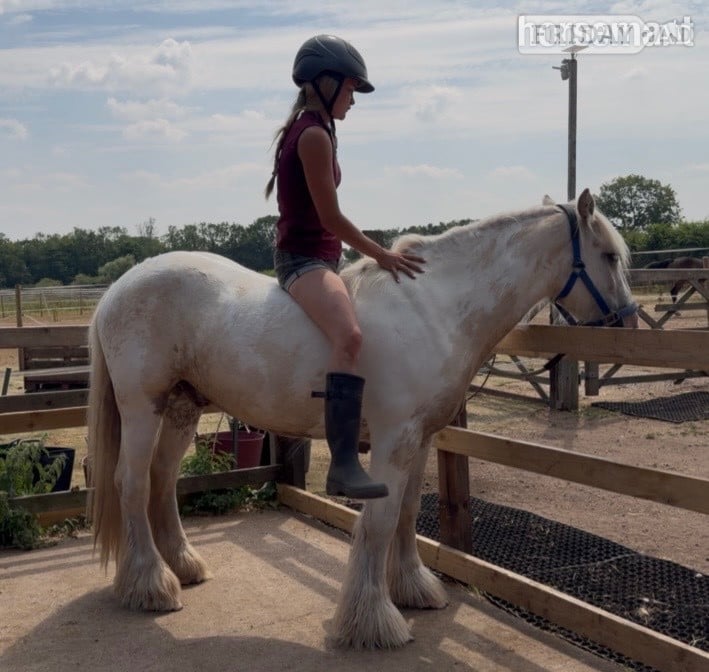 Wolverhampton "Roman " Lemon &amp; White Gelding Cob/Heavy Horse