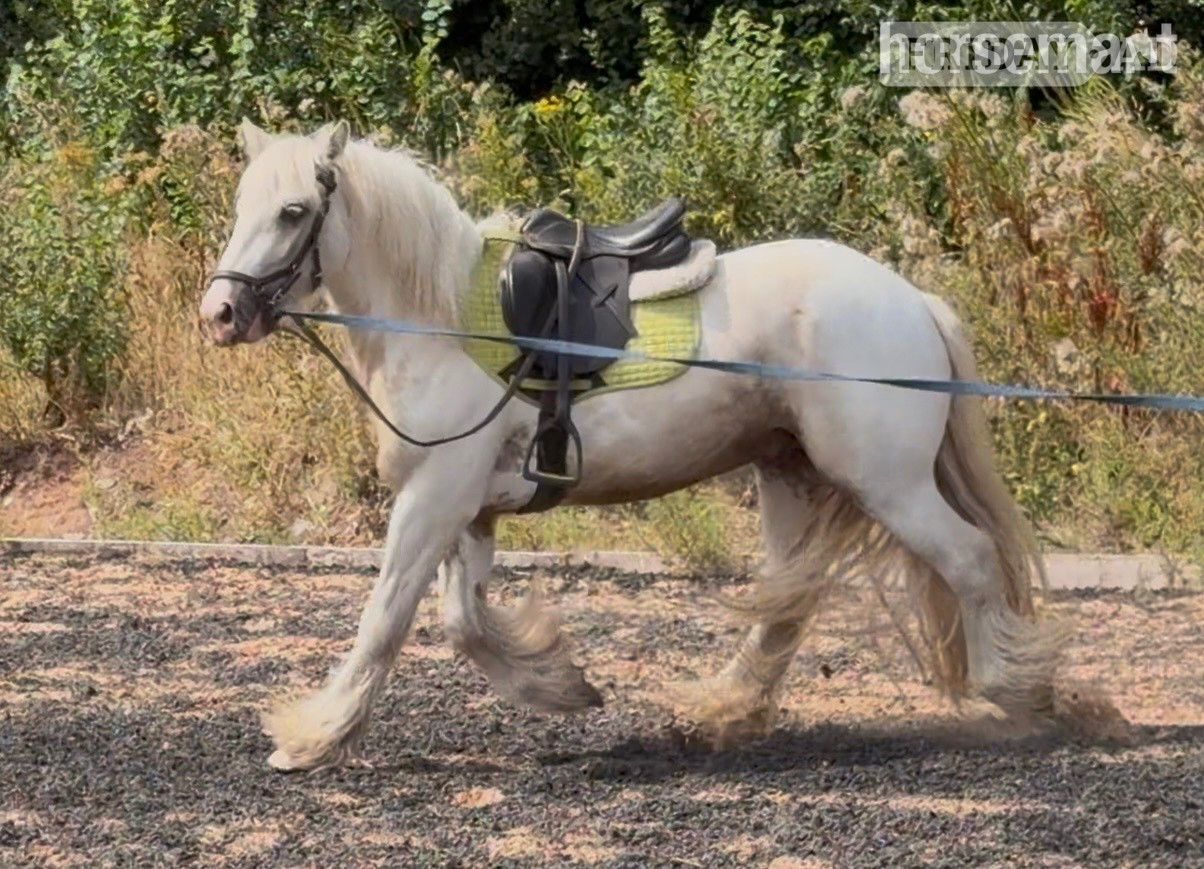 "Roman " Lemon &amp; White Gelding Cob/Heavy Horse - Horses in Wolverhampton