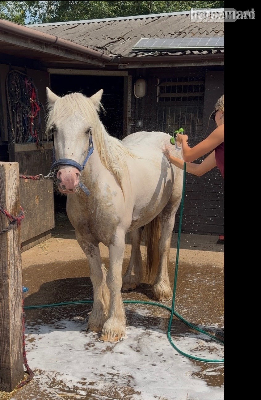 "Roman " Lemon &amp; White Gelding Cob/Heavy Horse - Horses