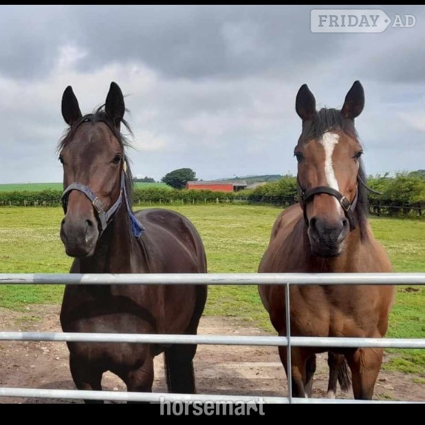 "Chloe" Dark Brown Filly All Rounder in Kilmarnock
