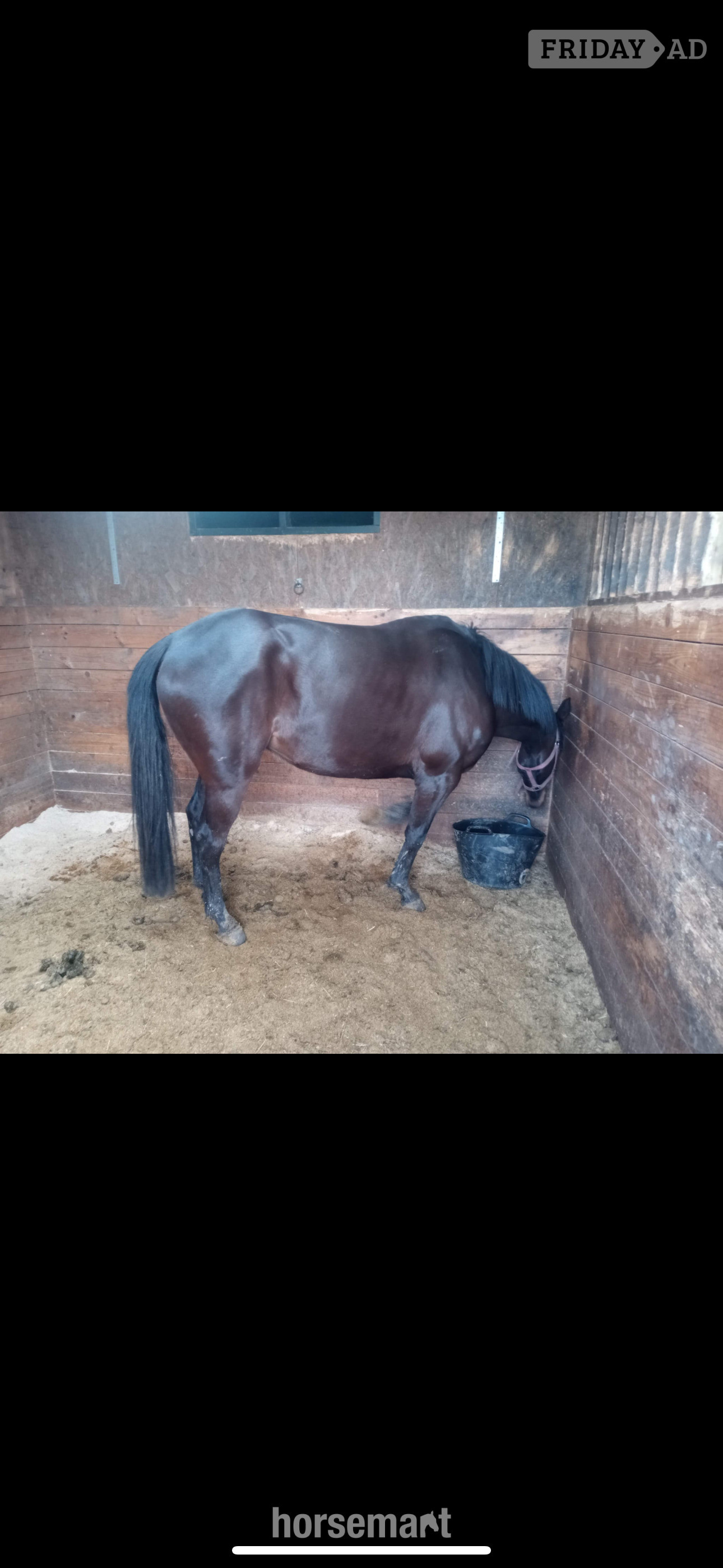 "Chloe" Dark Brown Filly All Rounder