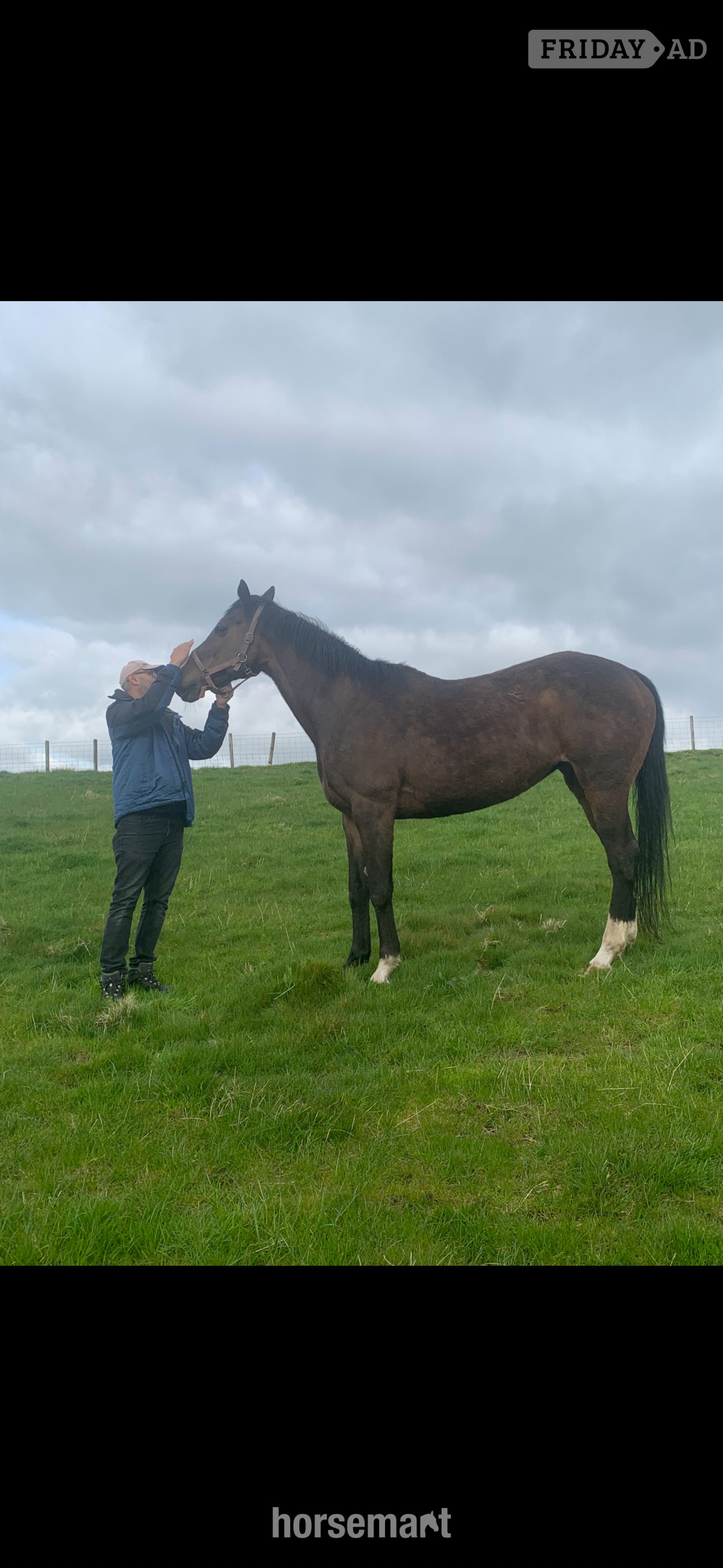 Kilmarnock "Chloe" Dark Brown Filly All Rounder