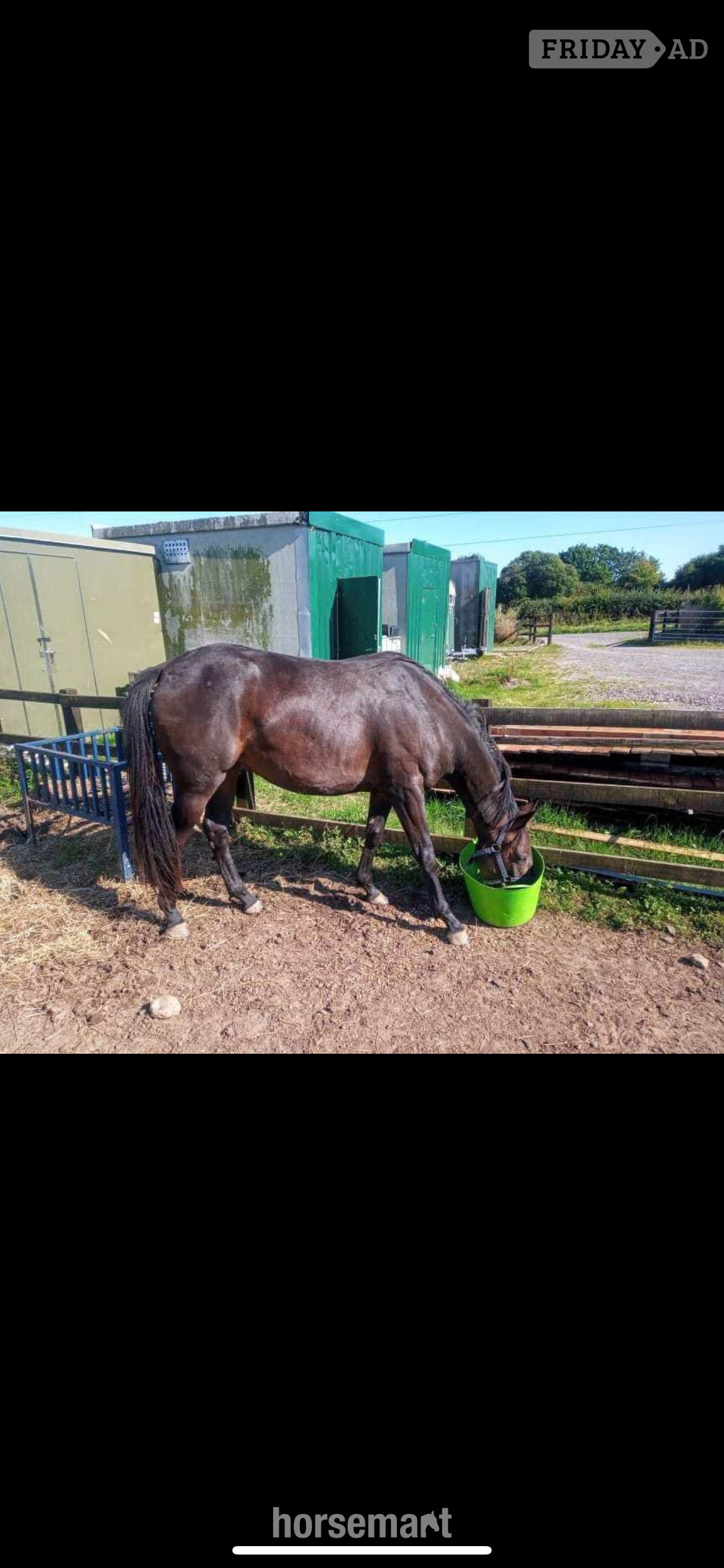 "Chloe" Dark Brown Filly All Rounder - Horses in Kilmarnock