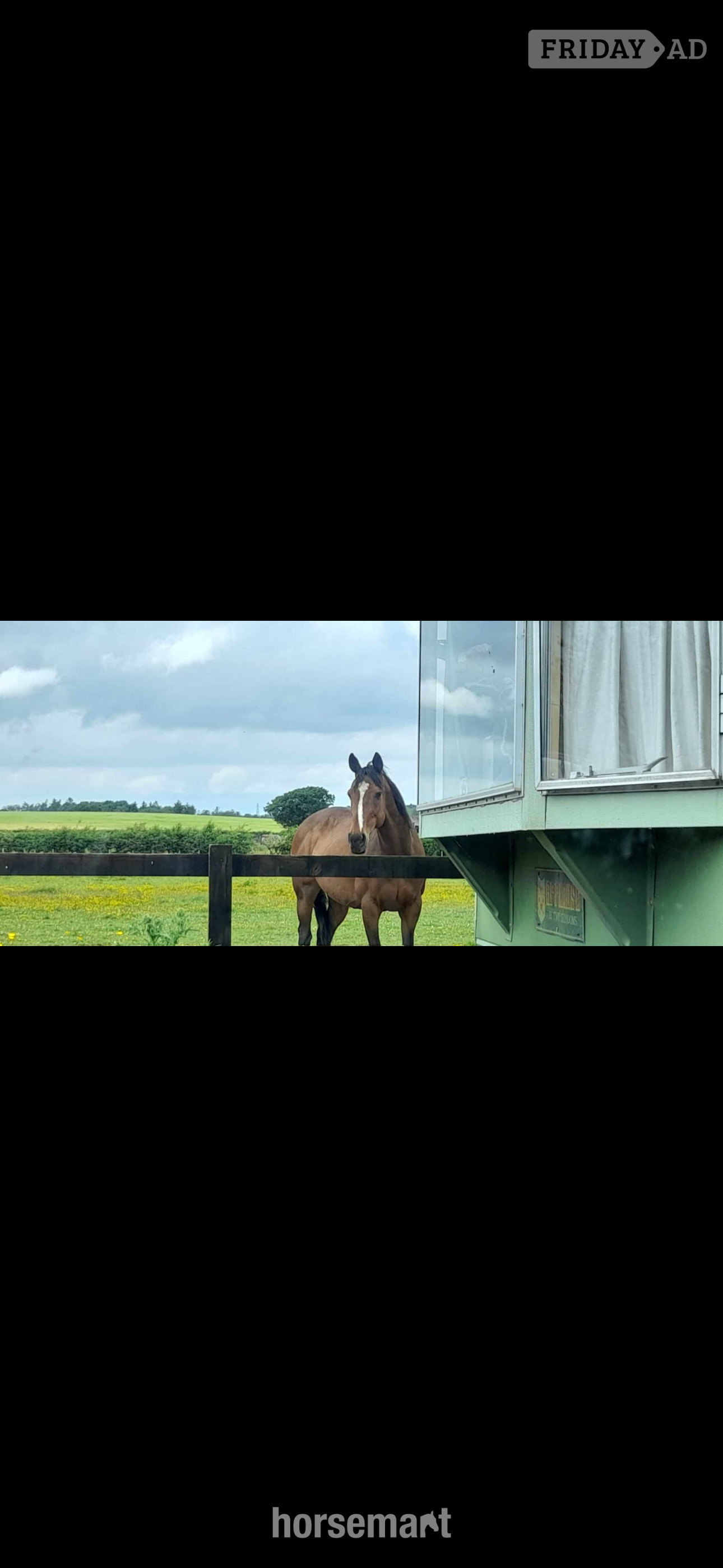 "Chloe" Dark Brown Filly All Rounder - Horses