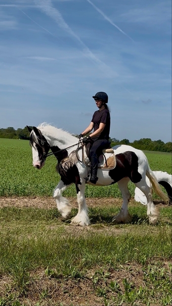 "DREAM" Piebald Mare All Rounder