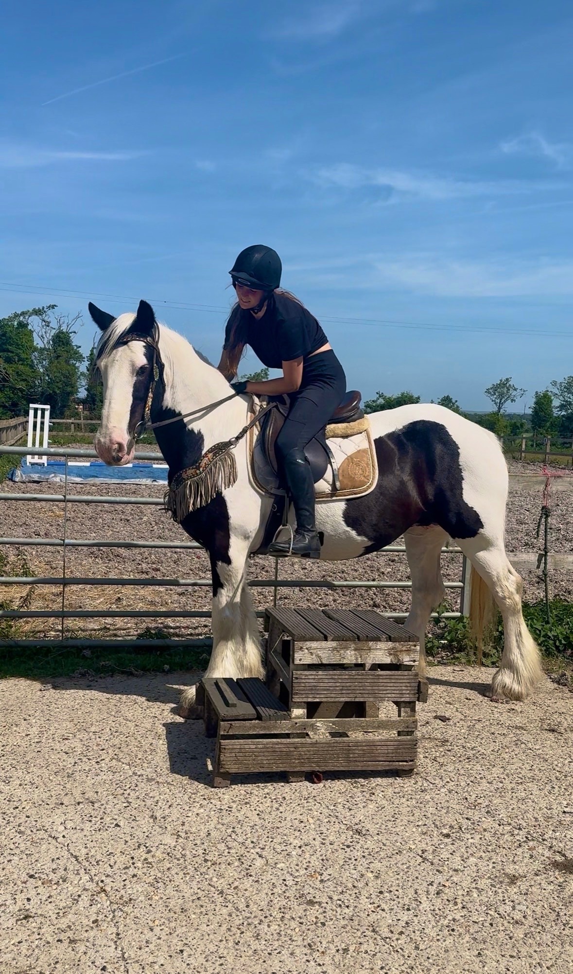 "DREAM" Piebald Mare All Rounder - Horses in Wilmington