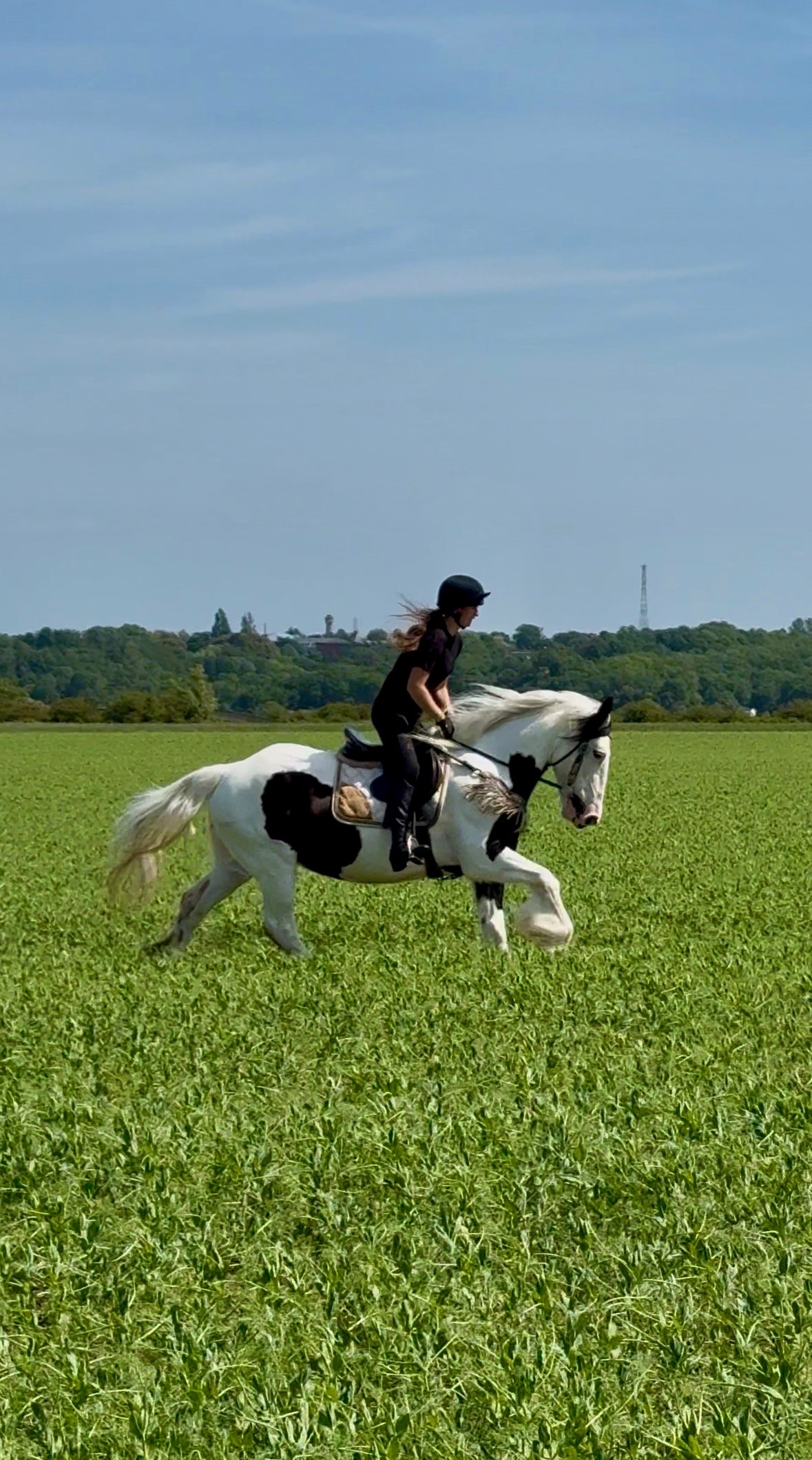 "DREAM" Piebald Mare All Rounder - Horses