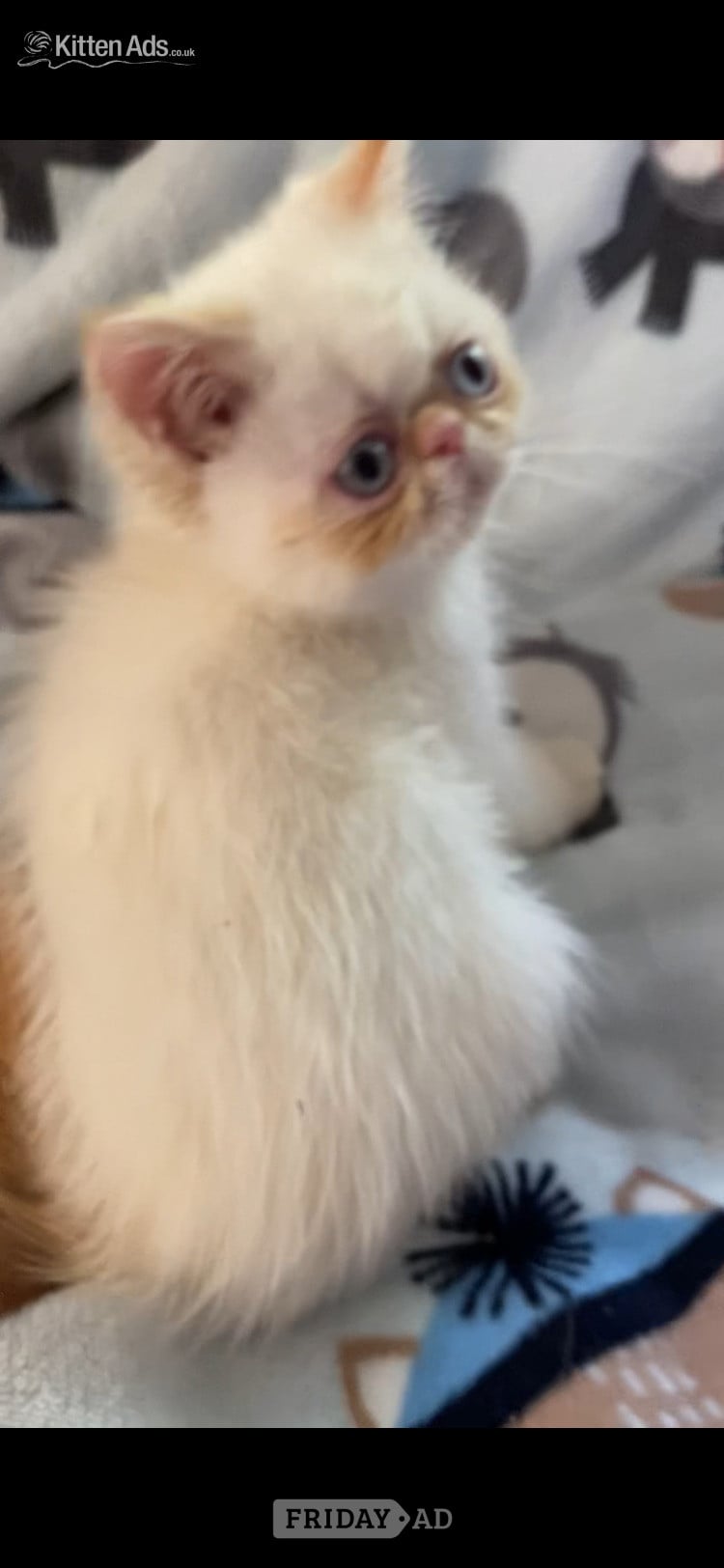 GCCF Registered Exotic Colour Point Kittens