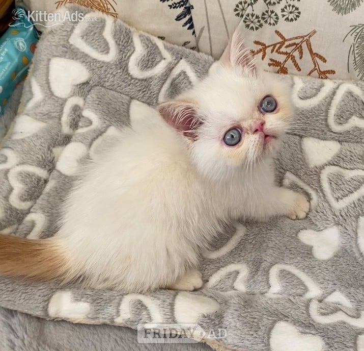GCCF Registered Exotic Colour Point Kittens - Cats & Kittens