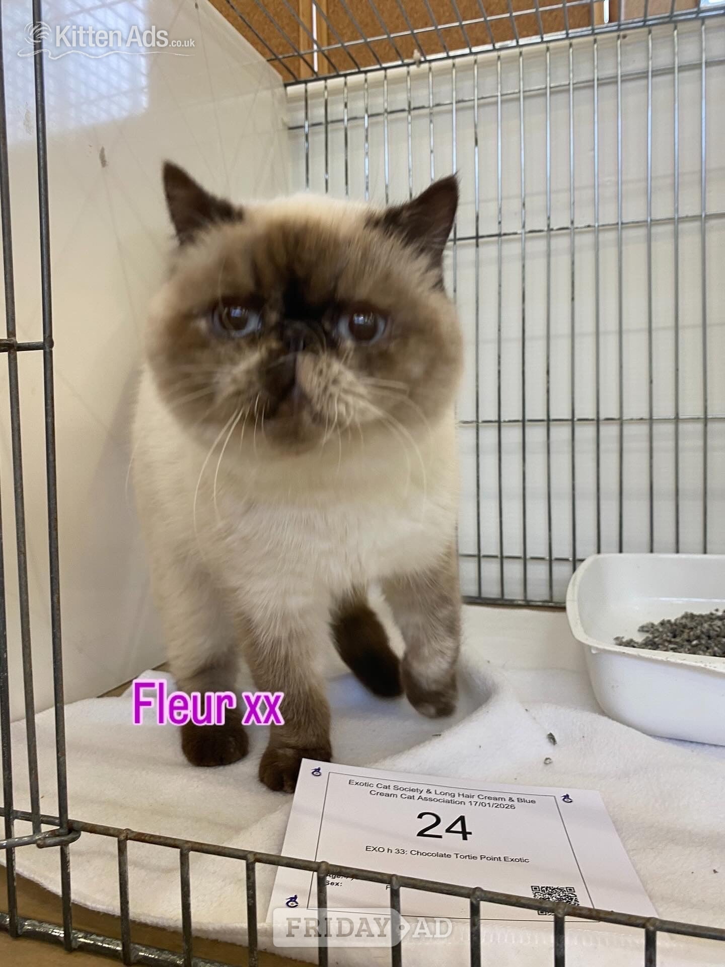 GCCF Registered Exotic Colour Point Kittens - Cats & Kittens in Cambridge