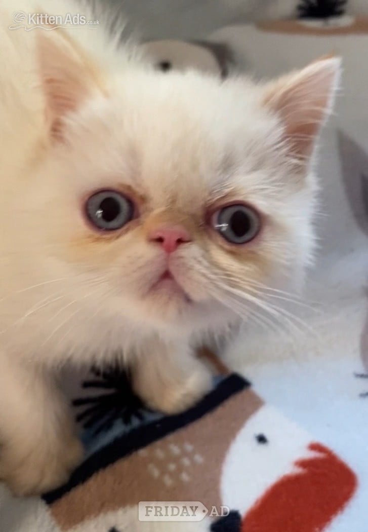 GCCF Registered Exotic Colour Point Kittens in Cambridge