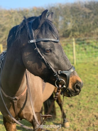 "Mylo" Dark Bay Gelding All Rounder