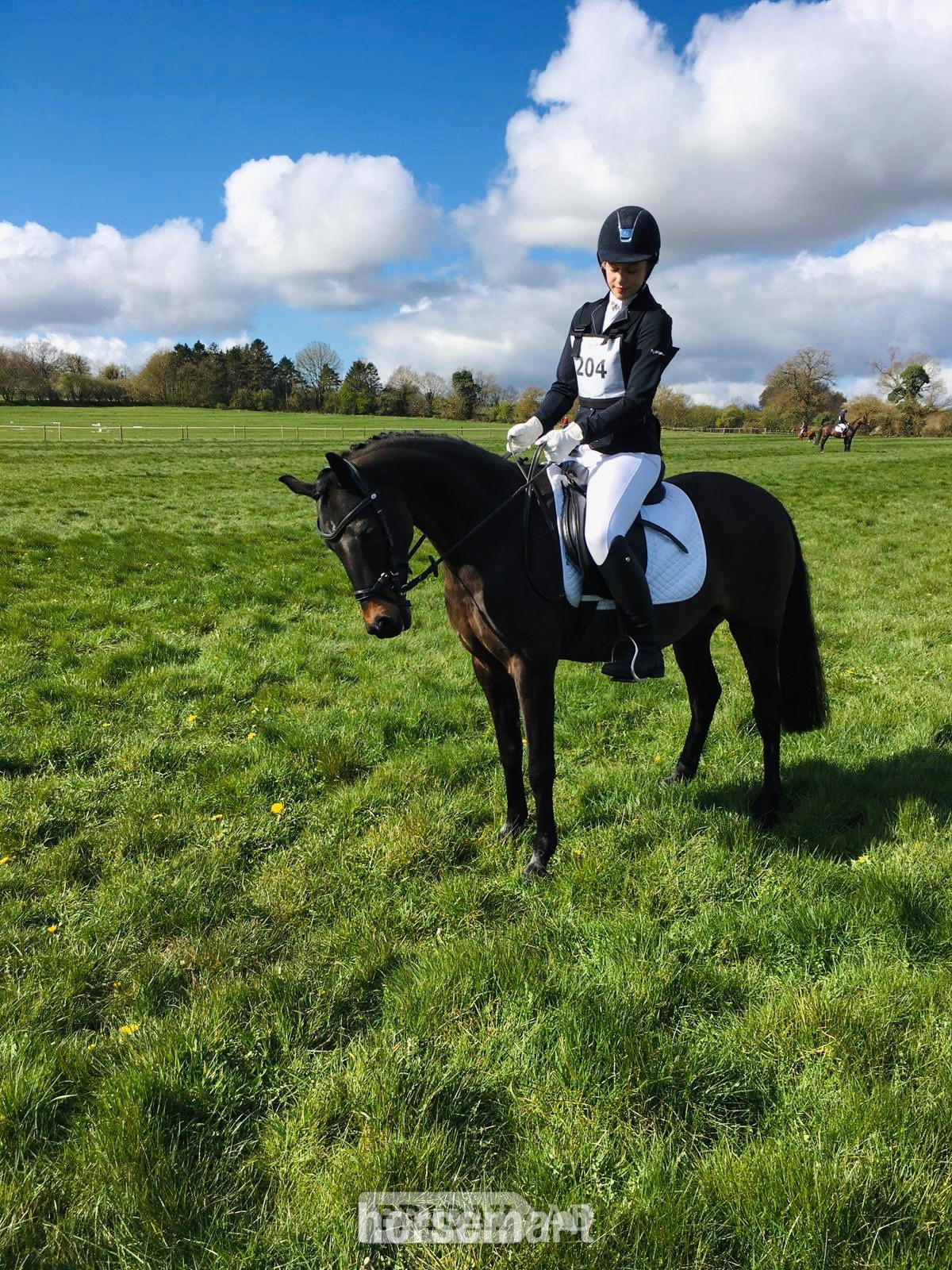 "Mylo" Dark Bay Gelding All Rounder
