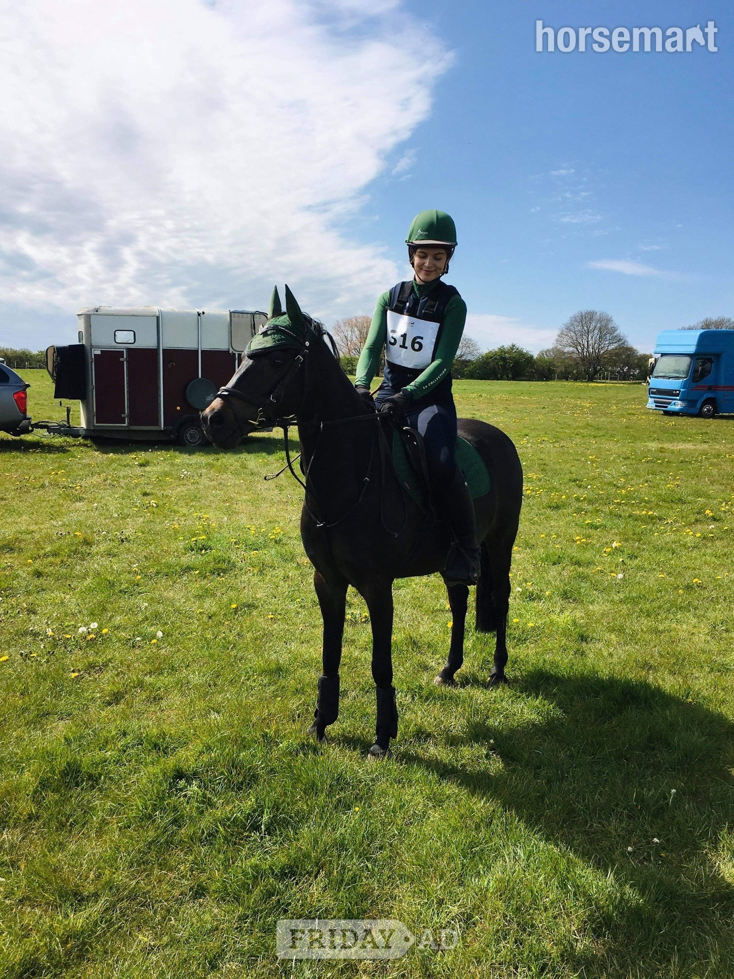 Scarning "Mylo" Dark Bay Gelding All Rounder