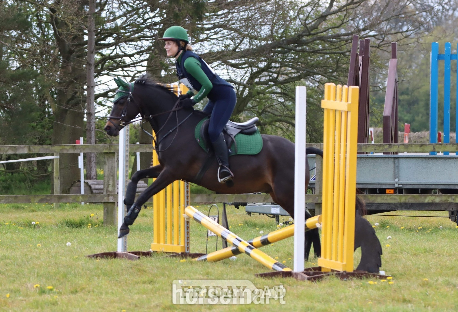 "Mylo" Dark Bay Gelding All Rounder - Horses in Scarning