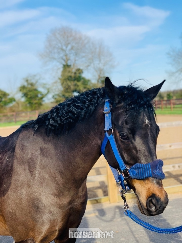 "Mylo" Dark Bay Gelding All Rounder - Horses