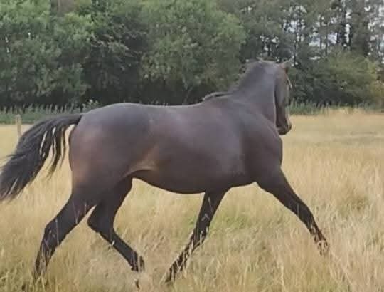 "Loki" Grey Gelding Young Sport Horse
