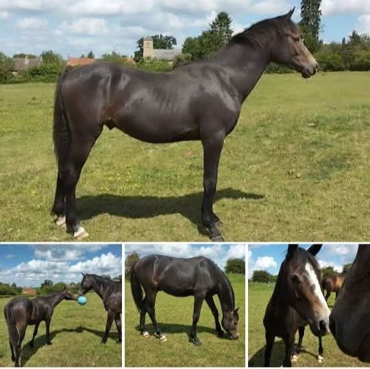 Lincoln "Loki" Grey Gelding Young Sport Horse