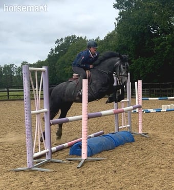 "Alice in Wonderland " Grey Mare All Rounder