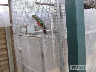 EXCHANGE AUSTRALIAN KING PARROT YOUNGESTER MALE  