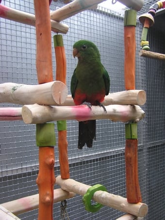 WANTED AUSTRALIAN KING PARROT MALE  YOUNGSTER AS COMPANY FOR MY FEMALE.