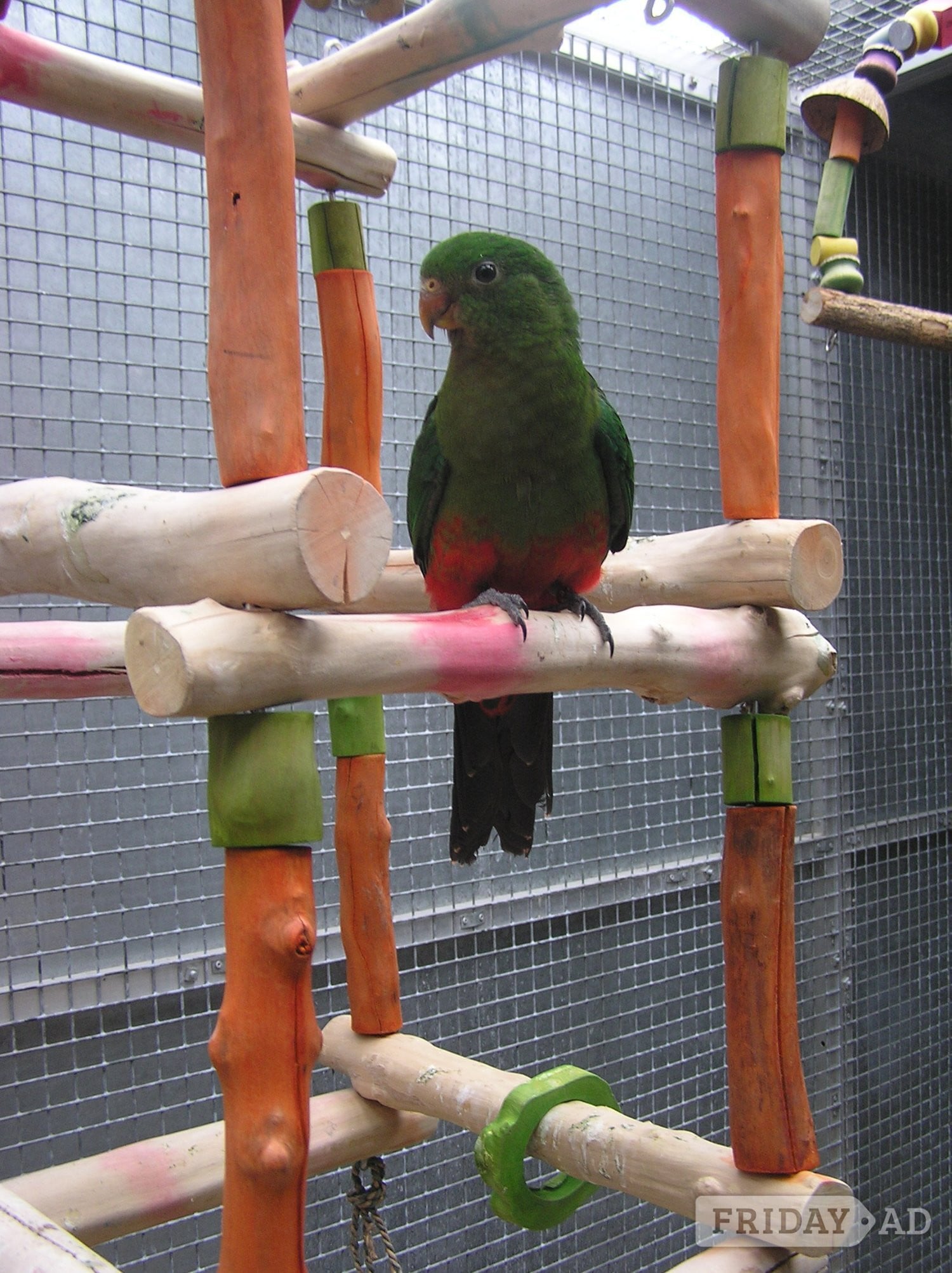 WANTED AUSTRALIAN KING PARROT MALE  YOUNGSTER AS COMPANY FOR MY FEMALE. in Abbots Langley