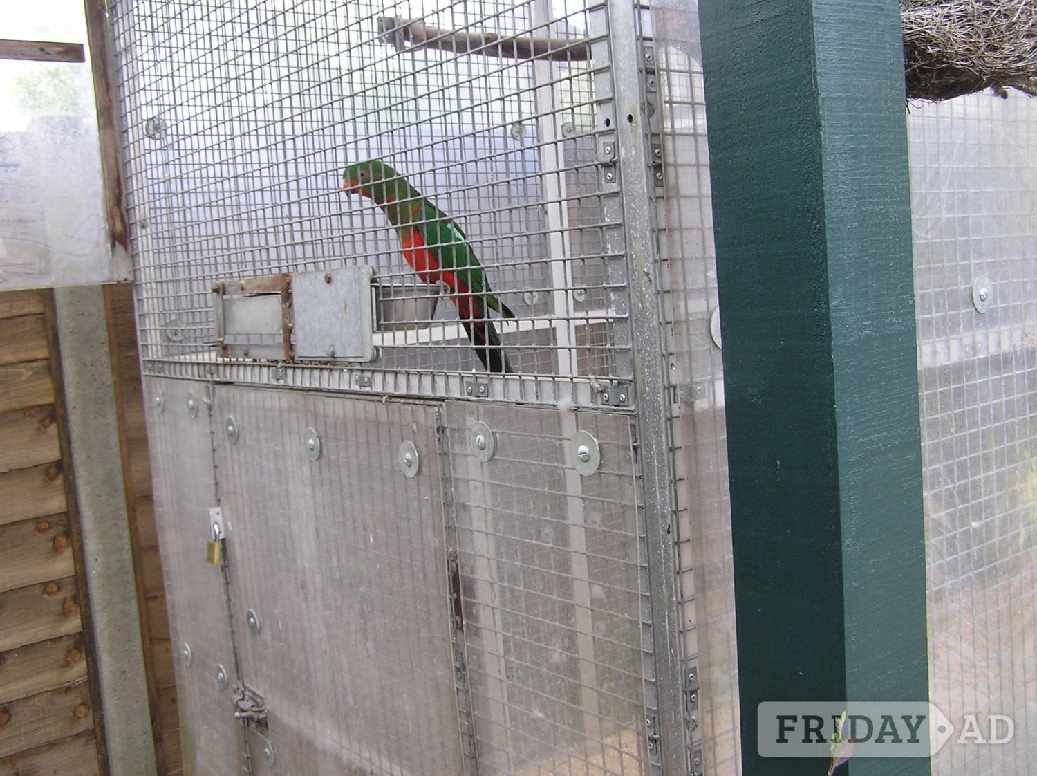 WANTED AUSTRALIAN KING PARROT MALE  YOUNGSTER AS COMPANY FOR MY FEMALE.